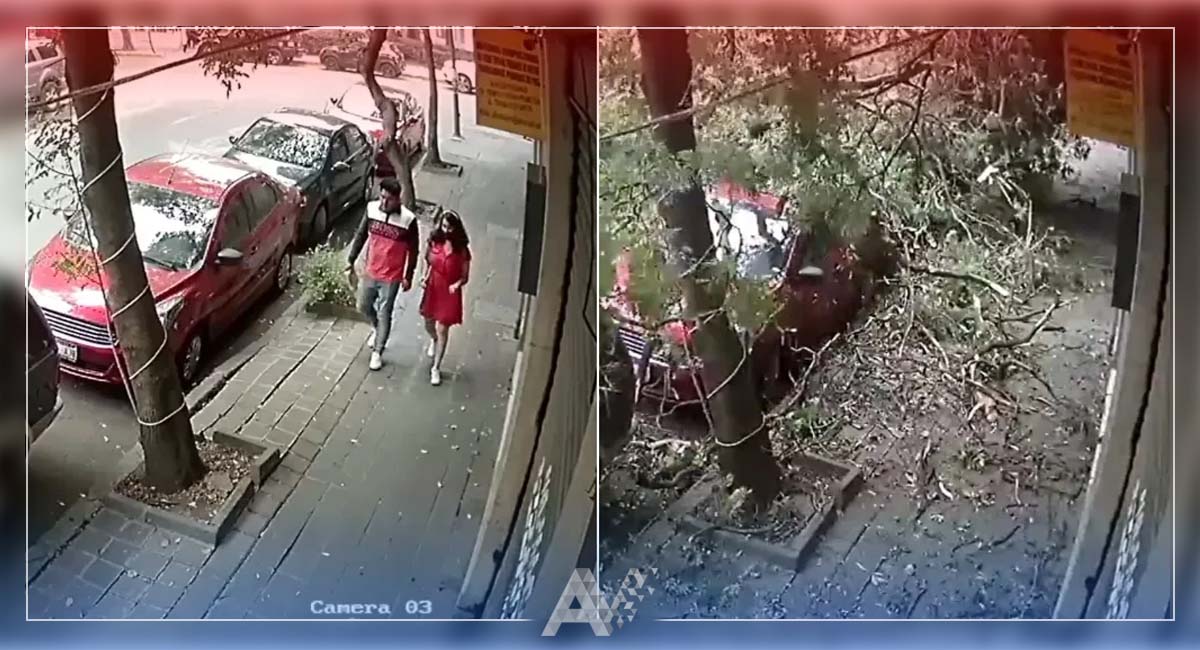 Video Pareja Se Salva De Ser Aplastada Por Un Rbol En La Cdmx Lo