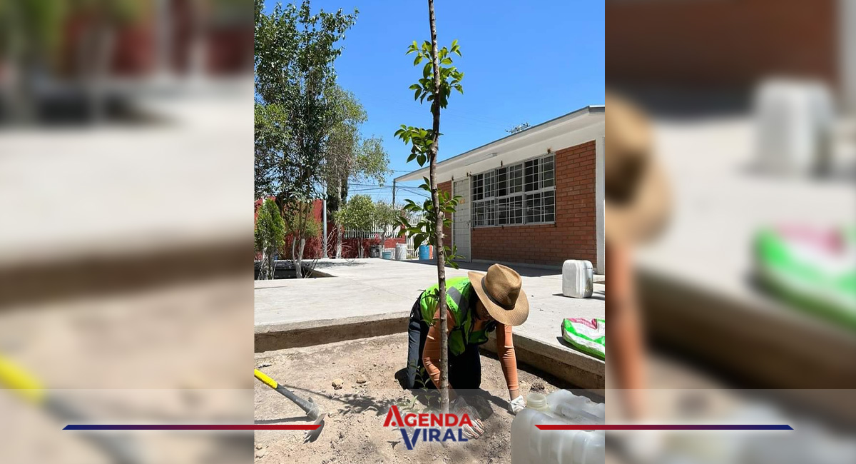 Exhortan a ciudadanía a plantar árboles nativos en Saltillo Agenda Viral