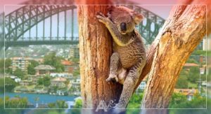 Koala
