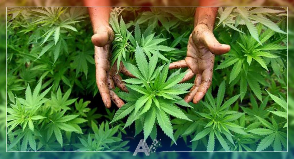 Cannabis podría evitar contagios covid