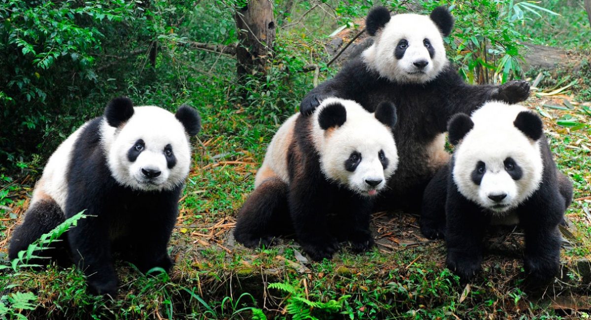 fotos-osos-panda